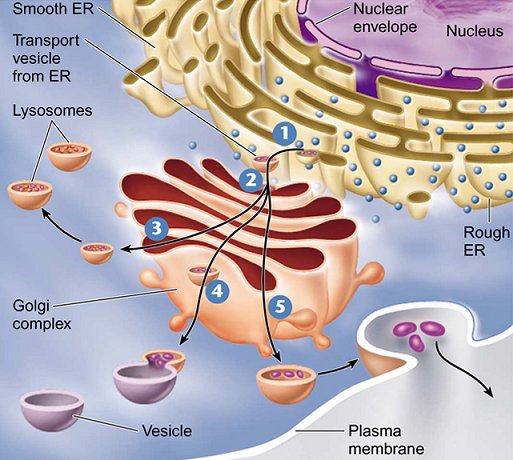 Endomembrane System - Cell Structure and Function