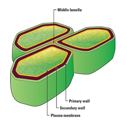 Cell Surface - Cell Structure and Function